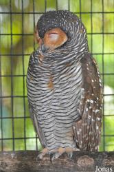 Kuala Lumpur Bird Park