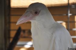 Corvus enca