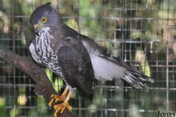 Kuala Lumpur Bird Park