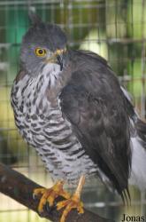 Kuala Lumpur Bird Park