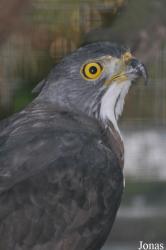 Kuala Lumpur Bird Park