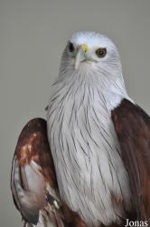 Kuala Lumpur Bird Park