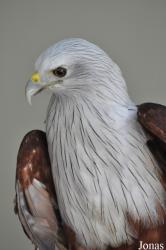 Kuala Lumpur Bird Park