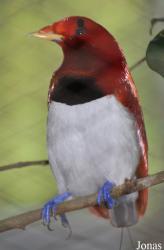 Kuala Lumpur Bird Park
