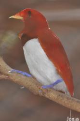 Kuala Lumpur Bird Park