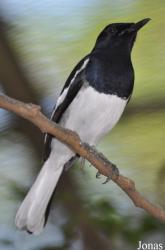 Kuala Lumpur Bird Park