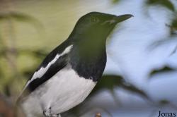 Kuala Lumpur Bird Park