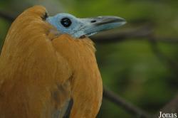 Cotingidae