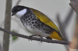 Kuala Lumpur Bird Park
