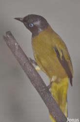 Kuala Lumpur Bird Park