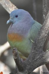 Kuala Lumpur Bird Park