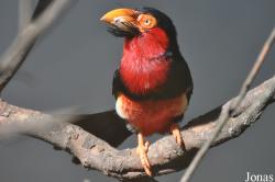Kuala Lumpur Bird Park