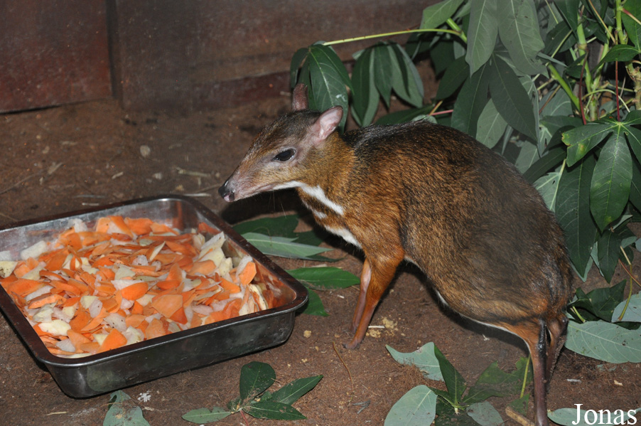 Taman Rusa dan Kancil