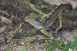 Gonocephalus grandis