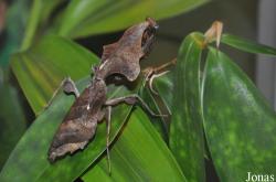 Mantidae