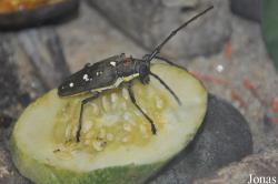 Batocera sp.