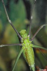 Macrolyristes corporalis