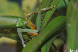 Hierodula sp.
