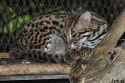 Sunway Wildlife Interactive Zoo
