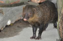Sunway Wildlife Interactive Zoo