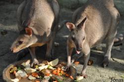 Sunway Wildlife Interactive Zoo