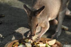 Sunway Wildlife Interactive Zoo