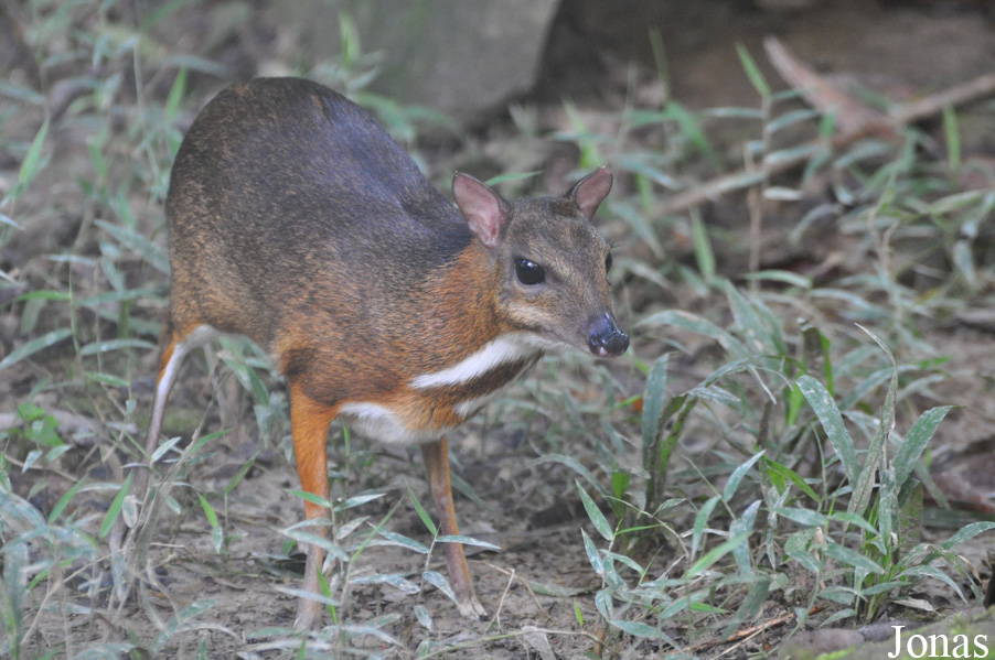 Deerland Park