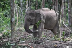 National Elephant Conservation Centre