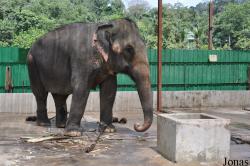 National Elephant Conservation Centre