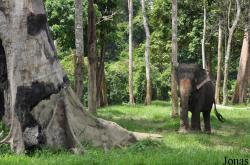 National Elephant Conservation Centre
