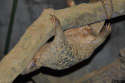 Carnivore and Pangolin Conservation Program (CPCP)