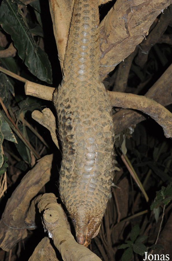 Carnivore and Pangolin Conservation Program (CPCP)