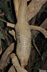 Carnivore and Pangolin Conservation Program (CPCP)