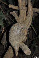 Carnivore and Pangolin Conservation Program (CPCP)