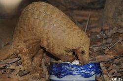 Carnivore and Pangolin Conservation Program (CPCP)