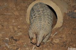 Carnivore and Pangolin Conservation Program (CPCP)