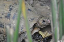 Cuc Phuong Turtle Conservation Center (TCC)