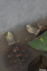 Cuc Phuong Turtle Conservation Center (TCC)