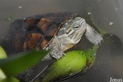 Mauremys annamensis