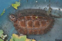Cuc Phuong Turtle Conservation Center (TCC)