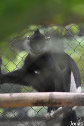 Endangered Primate Rescue Center (EPRC)