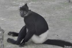 Trachypithecus delacouri