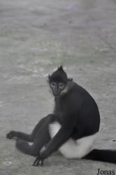 Endangered Primate Rescue Center (EPRC)