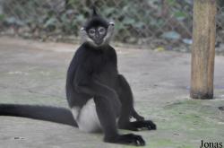 Endangered Primate Rescue Center (EPRC)