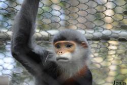 Endangered Primate Rescue Center (EPRC)