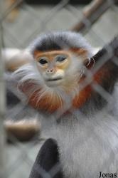 Endangered Primate Rescue Center (EPRC)