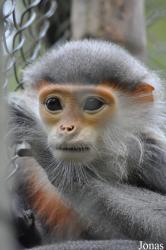 Endangered Primate Rescue Center (EPRC)