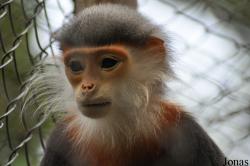Endangered Primate Rescue Center (EPRC)
