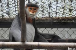 Endangered Primate Rescue Center (EPRC)