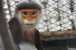 Endangered Primate Rescue Center (EPRC)